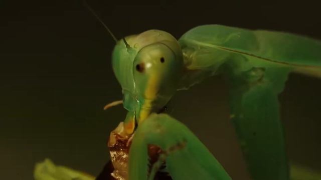 Трапеза Sphodromantis viridis смотреть онлайн