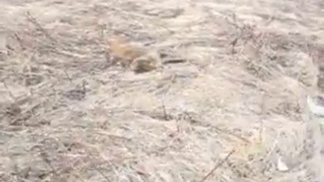 поиски кабана смотреть онлайн