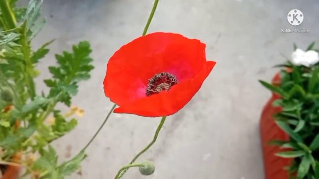 Poppy flower || California & Iceland poppy | Grow & Care | Full update | Tips for heavy flowering смотреть онлайн
