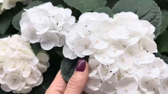 Обзор крупнолистной гортензии во время цветения ❤️ смотреть онлайн