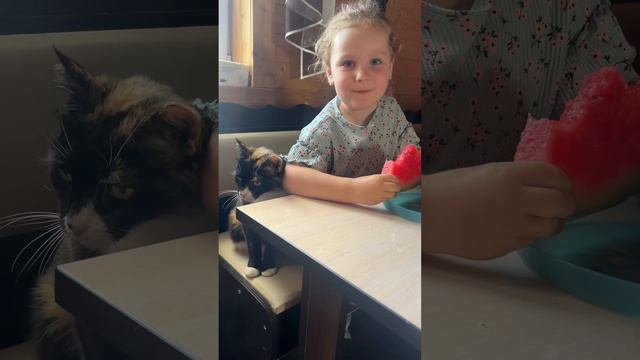 Котики тоже хотят, чтобы их любили 😊 смотреть онлайн