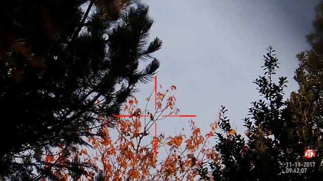 19.11.17 pest control with ATN Xsight 2/edgun leshiy смотреть онлайн