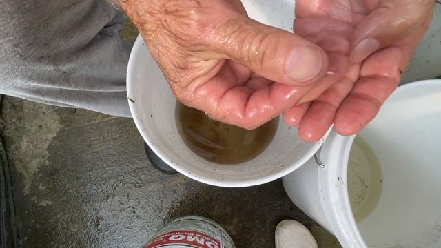 Setting up breeding colonies смотреть онлайн
