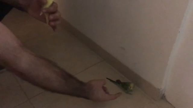 How to Bird Proof your house to make it safe for Budgies (out of cage flight) смотреть онлайн