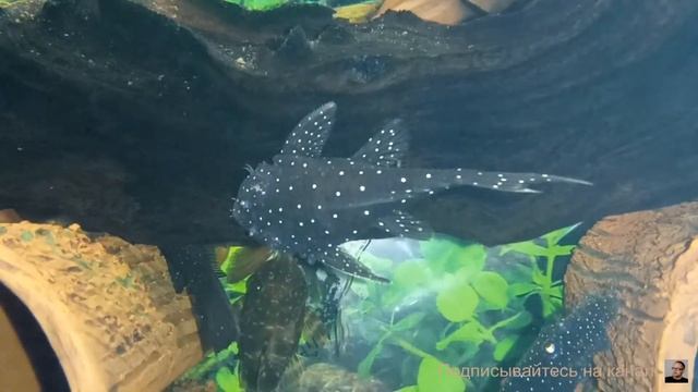 Ancistrus sp. (L184) смотреть онлайн