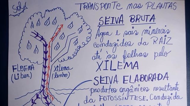 EXERCÍCIOS DE FIXAÇÃO: VASOS CONDUTORES DA SEIVA BRUTA E ELABORADA (XILEMA E FLOEMA) смотреть онлайн