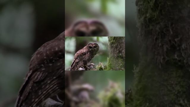 Top 10 Most Endangered Bird Species and Their Conservation Efforts 4 смотреть онлайн