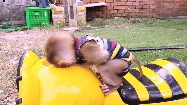 The Daily Life Of Baby Monkey Kiki Likes To Search For Food And Be Groomed By His Father