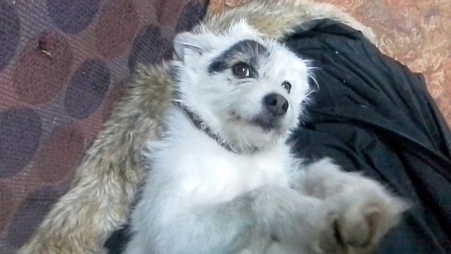 Собака охраны Буся(Буся категорически отказывается выполнять свои обязанности) смотреть онлайн