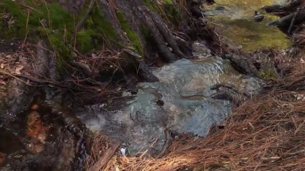 Power up 3_Unit 4_ page 50_ 05 Cross-curricular_From the roots to the flower