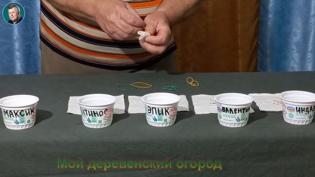 Мой Деревенский Огород. Как проводить предпосевную подготовку семян. смотреть онлайн