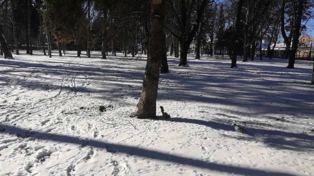 Нальчик 15.01.2024. Ручная белка смотреть онлайн