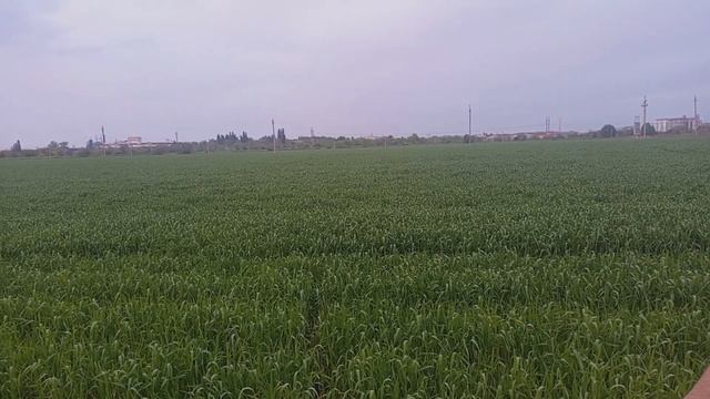 Трансформация организма (часть 2) смотреть онлайн