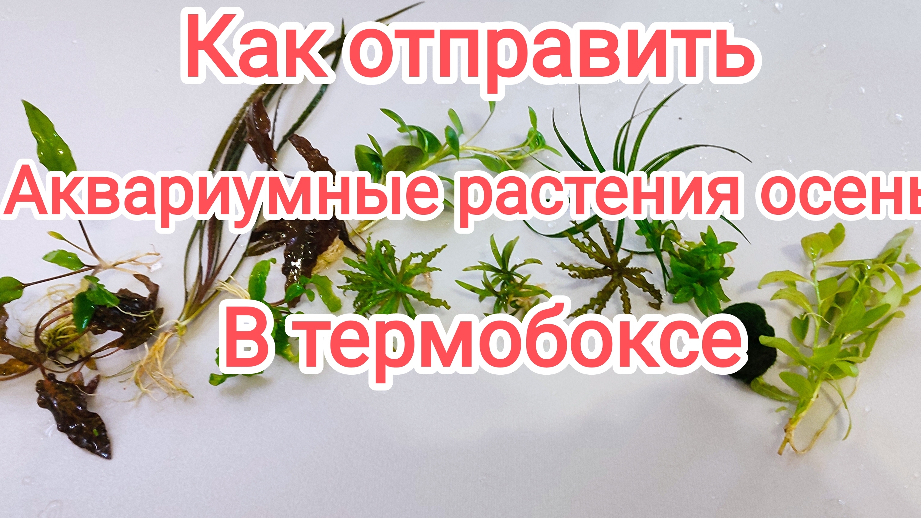 Как отправить аквариумные растения в другой город в холодное время года смотреть онлайн