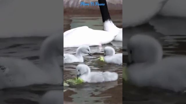 🦢🐥🐥| Flora N Fauna смотреть онлайн