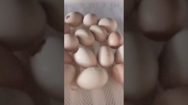 Вылупление из яйца. Породные куры. Орпингтоны. Курица.