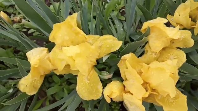 о единомышленниках смотреть онлайн