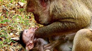 Polino breakheart many pieces cos Popeye angry until not give milk, Mum fight baby cruel, Very pity