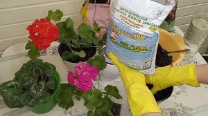 🌺🌺Что делать с геранью после покупки! 🌺🌺