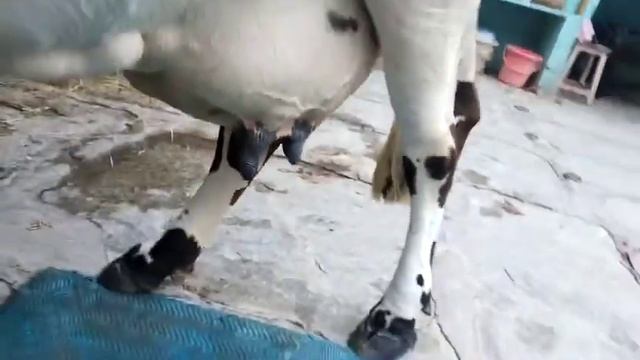 Hf cow available for sale in Punganur CS DAIRY FARM PH:9440912406 смотреть онлайн