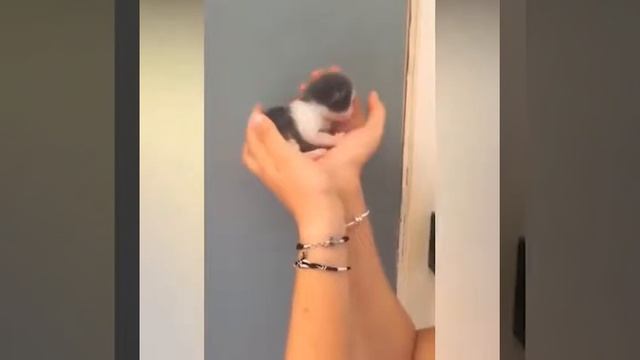 ПРИКОЛЫ С ПУШИСТЫМИ ПРИКОЛЫ С КОШКАМИ И КОТАМИ СМЕШНЫЕ КОШКИ смотреть онлайн