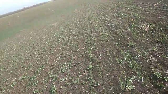 Кущение пшеницы по парам в засушливый 2018г смотреть онлайн