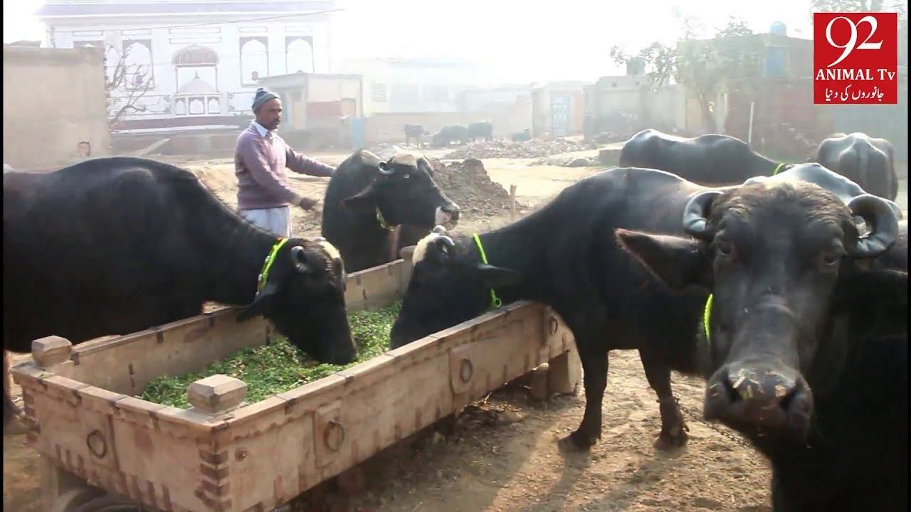 6 beautiful buffalos sale on 92 animal tv =20-02-2020 смотреть онлайн