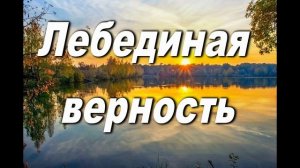 ЛЕБЕДИНАЯ ВЕРНОСТЬ УПАЛА ПТИЦА В КАМЫШИ