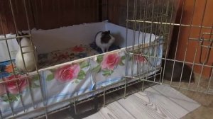 Морские свинки сложные отношение между папой и детьми