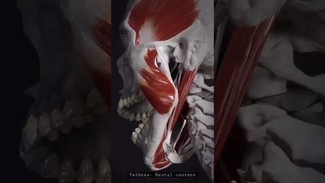 Temporal mandibular joint смотреть онлайн