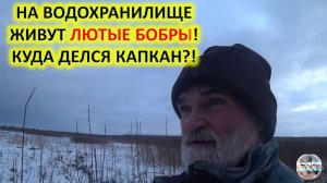 Осенняя охота на бобра с капканами. Лютые бобры. Проверка капканов на бобра.
