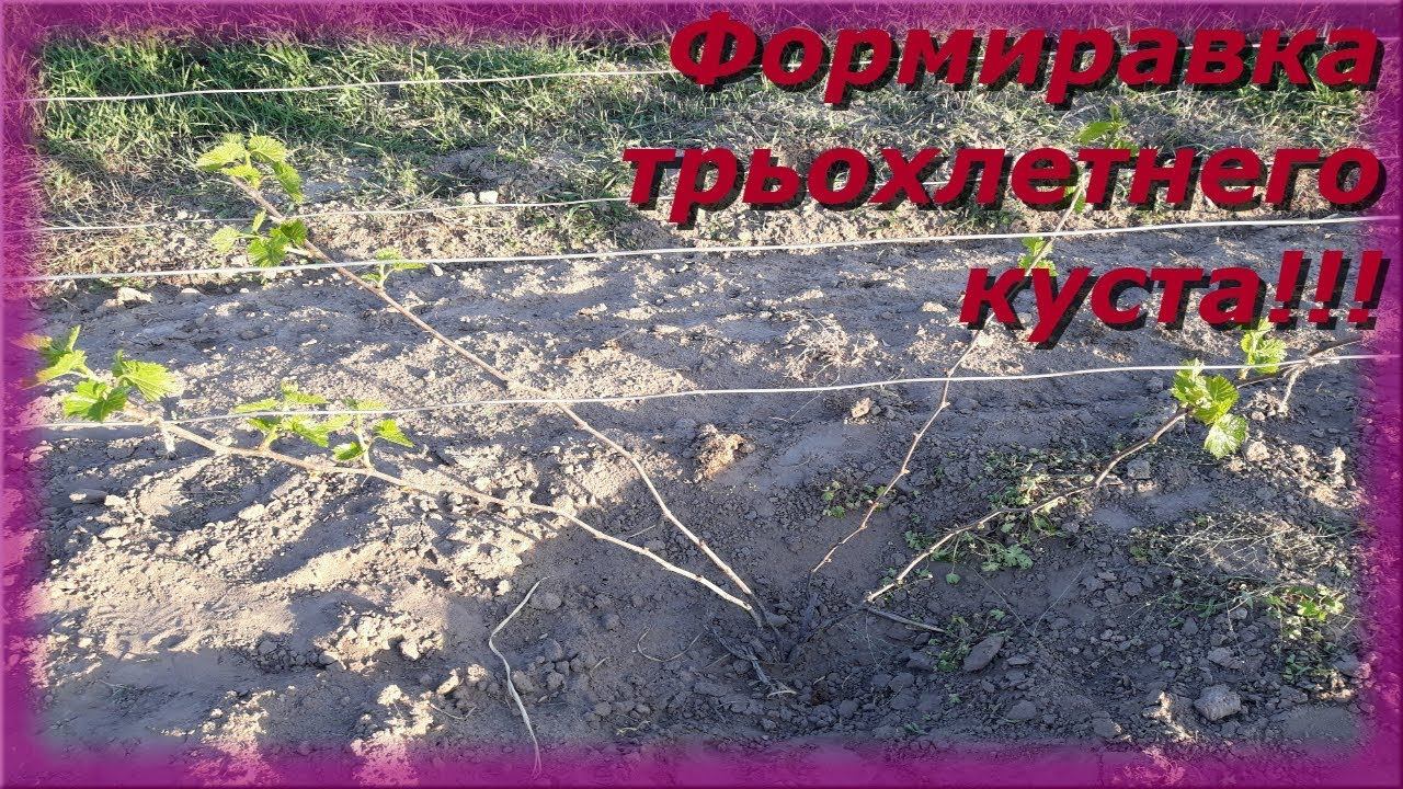 Формировка трехлетнего куста винограда! смотреть онлайн