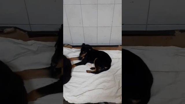 Самостоятельно кушает. смотреть онлайн
