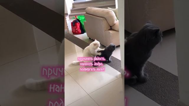 мужчины знайте #интересно #психология #любовь #цитаты #мудрыеслова #рекомендации #советы #мужчина смотреть онлайн