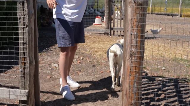 Ферма, которая не стала бизнесом. Почему я ее не закрываю? смотреть онлайн