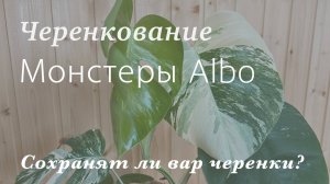 №99. Монстера борзига Альба. Черенкую вариегатную монстеру, показываю результат.  (Monstera Albo)