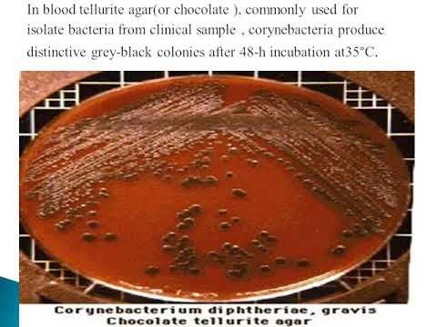 Corynebacterium diphtheria 11 смотреть онлайн