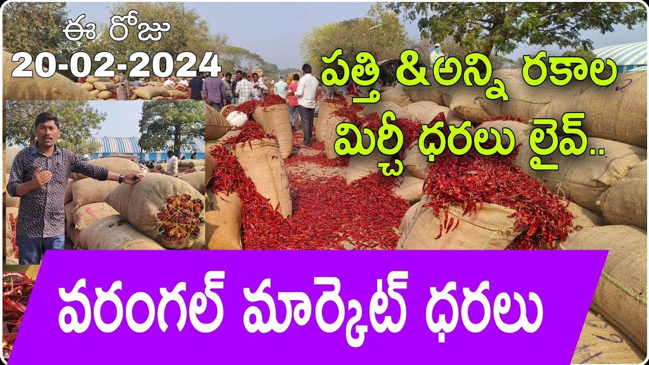 వరంగల్ మార్కెట్ అన్ని రకాల మిర్చి ధరలు ( February 20) #Warangal Market mirchi rates#cotton 7030 смотреть онлайн