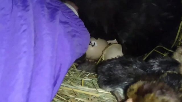 НОВЫЙ ВЫВОД ЦЫПЛЯТ. Показываю прошлый вывод смотреть онлайн