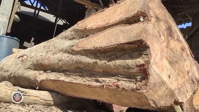 Sawing Quality Pine Wood At The Sawmill