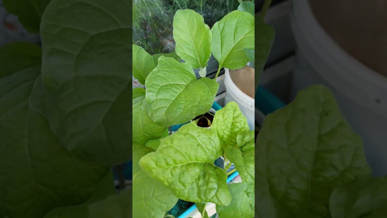 Чудо баклажан. Влияние условий выращивания на внешний вид растения. смотреть онлайн