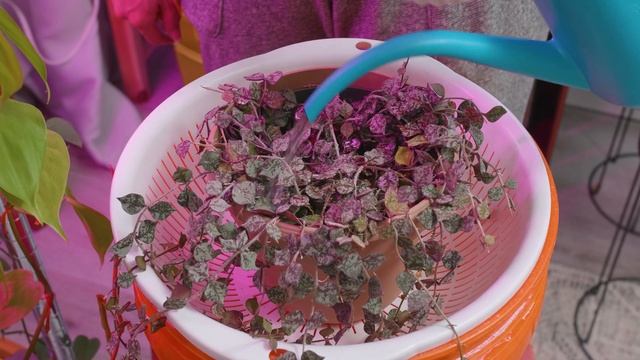 18 Houseplant Watering Routine Care Tips in 8 Minutes смотреть онлайн