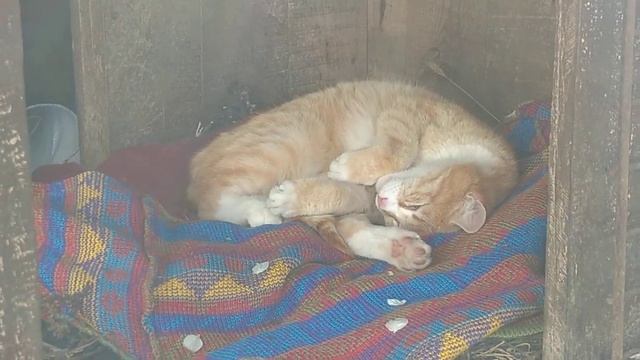 После сытного обеда по закону Архимеда... Послеобеденная дремота. смотреть онлайн