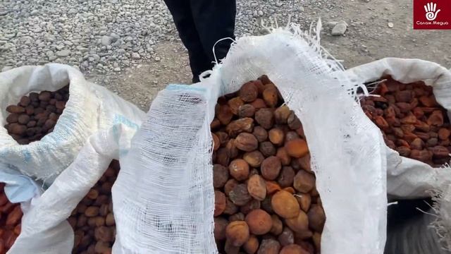 Баткенде өрүк арзандадыбы? Чогу көрөлу бааларын✅ смотреть онлайн