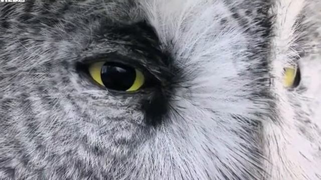 Охота совы на мышь смотреть онлайн