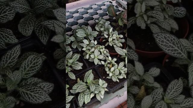 ФИТТОНИЯ Ботанический сад Оранжерея Коллекция Беларусь МИНСК // Belarus botanical garden FITTONIA смотреть онлайн