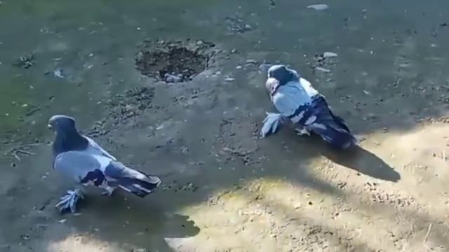 C A P сизый смотреть онлайн