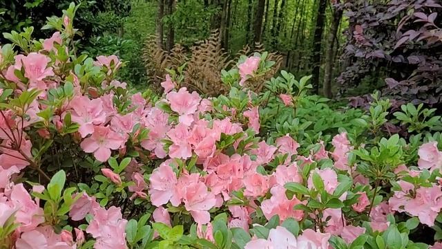 Цветы | Огород #flowers .. #ВеснаSouthCarolina #влог #сша смотреть онлайн