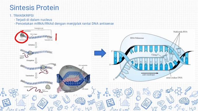 Sintesis Protein Kelas 12 || MATERI GENETIKA: Biologi Kelas 12 SMA смотреть онлайн