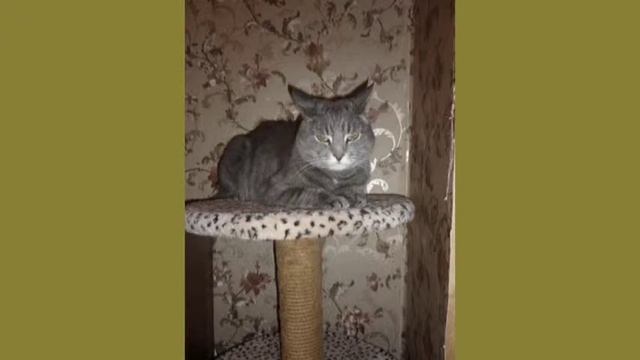 кошечки-2.mpg смотреть онлайн